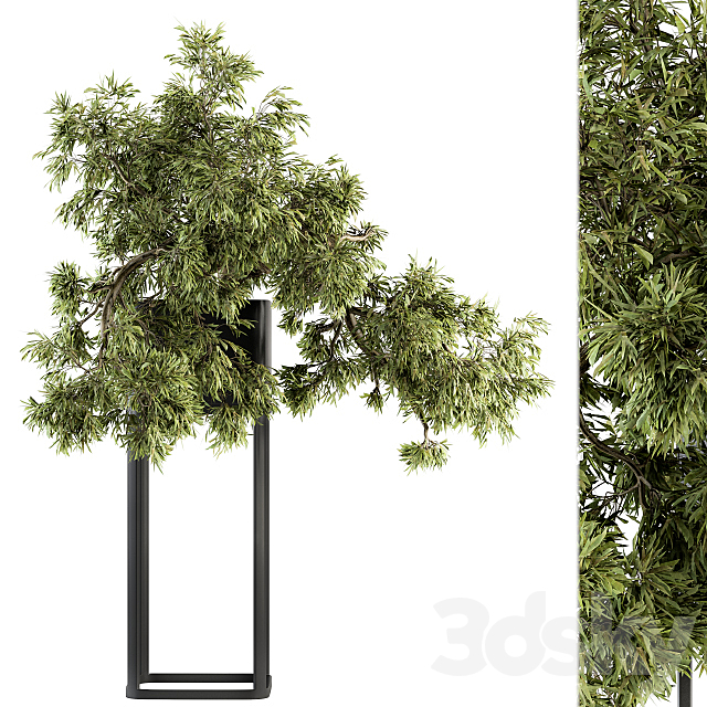 indoor Plant Set 237 – Bonsai in Pot 3DSMax File - thumbnail 1