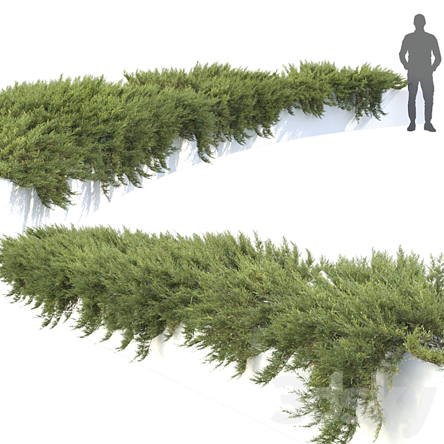 Juniperus 3DSMax File - thumbnail 3