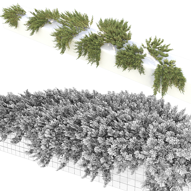 Juniperus 3DSMax File - thumbnail 4