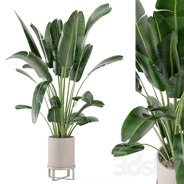 Indoor Plants in Ferm Living Bau Pot Large – Set 173 3DSMax File - thumbnail 1