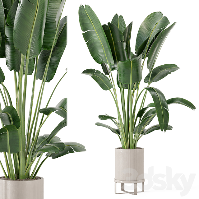 Indoor Plants in Ferm Living Bau Pot Large – Set 173 3DSMax File - thumbnail 2