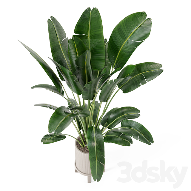 Indoor Plants in Ferm Living Bau Pot Large – Set 173 3DSMax File - thumbnail 3
