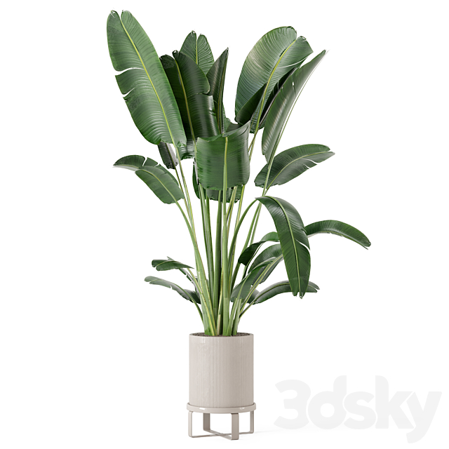 Indoor Plants in Ferm Living Bau Pot Large – Set 173 3DSMax File - thumbnail 6