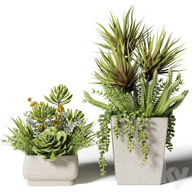 Bouquets of succulents in square pots 3DSMax File - thumbnail 1