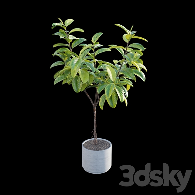 Ficus benghalensis 3DSMax File - thumbnail 6