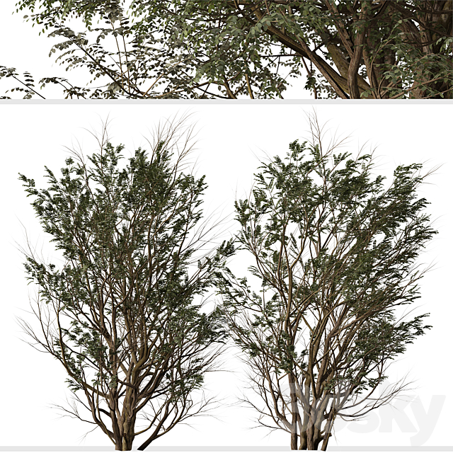 3dsky Free Download