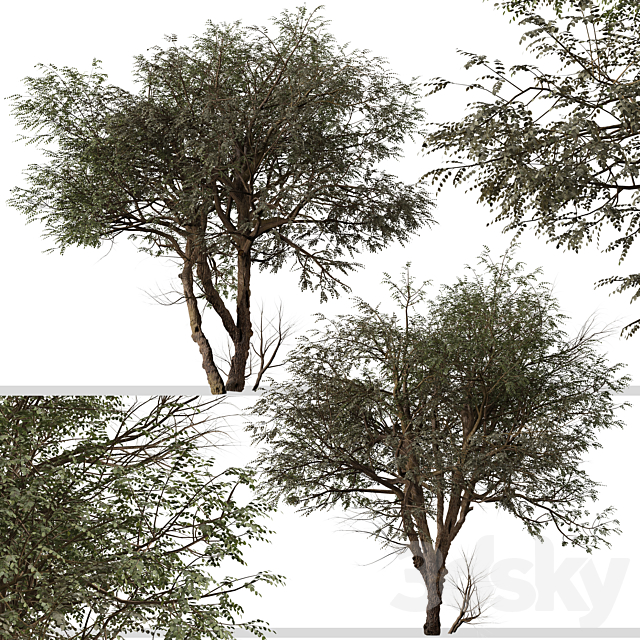 3dsky