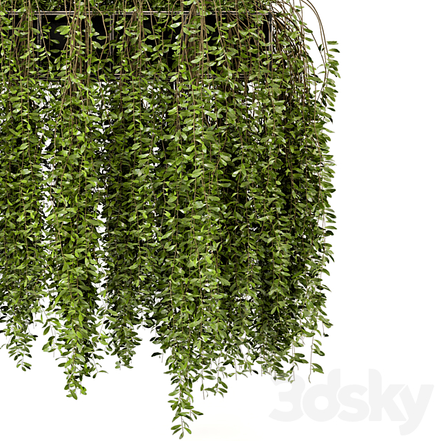 Indoor Hanging Plants in Metal Box – Set 192 3DSMax File - thumbnail 4