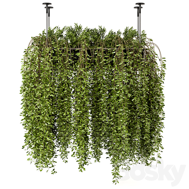 Indoor Hanging Plants in Metal Box – Set 192 3DSMax File - thumbnail 6