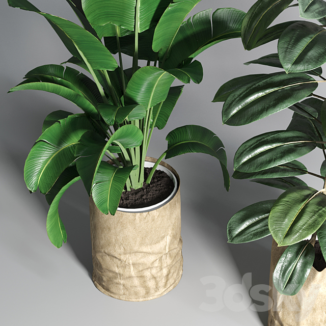 collection Indoor plant 88 paper vase envelope vase pot palnt 3DSMax File - thumbnail 3