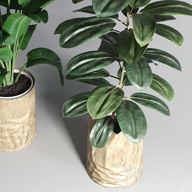 collection Indoor plant 88 paper vase envelope vase pot palnt 3DSMax File - thumbnail 4