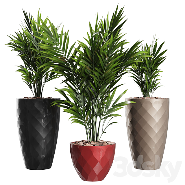 Howea Forsteriana Vase Plant 3d