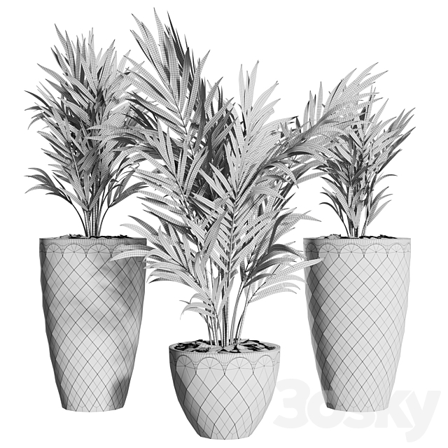 Howea Forsteriana Vase Plant 3dskyfree