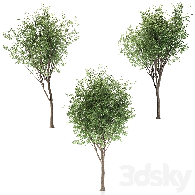 3dskyfree