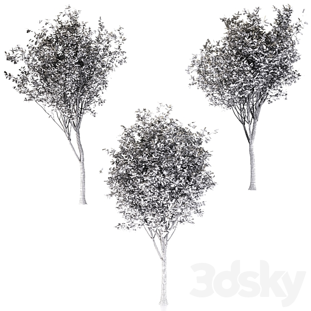 3D Model