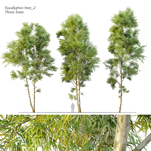 Eucalyptus_2 3DSMax File - thumbnail 1