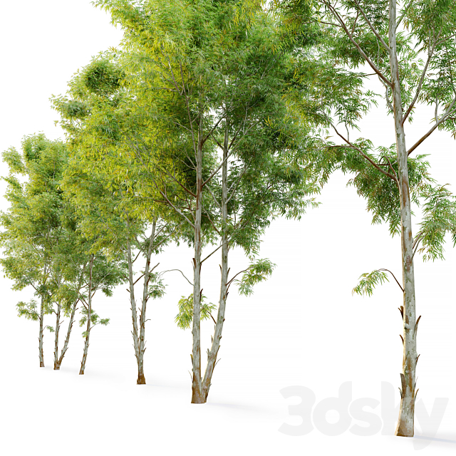 Eucalyptus_2 3DSMax File - thumbnail 3
