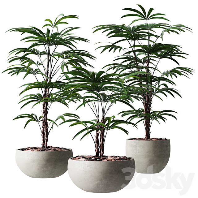 Rhapis Humilis Vase Plant 3DSMax File - thumbnail 1