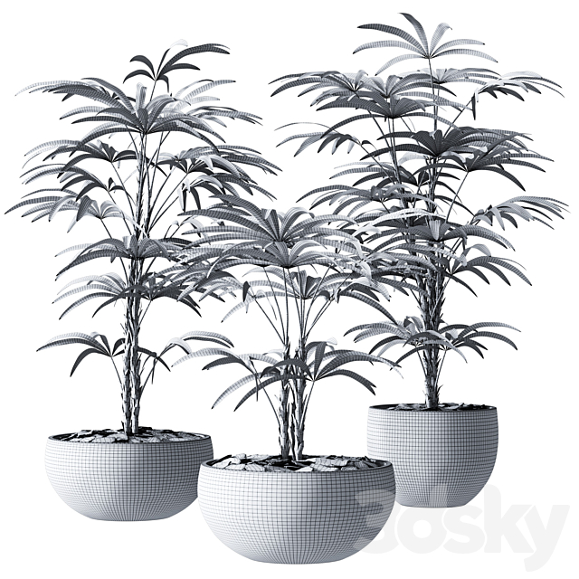 Rhapis Humilis Vase Plant 3DSMax File - thumbnail 2