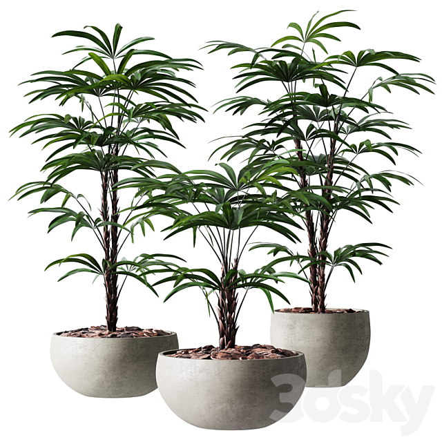 Rhapis Humilis Vase Plant 3DSMax File - thumbnail 3