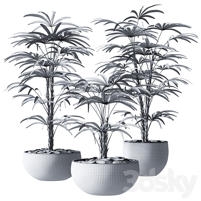 Rhapis Humilis Vase Plant 3DSMax File - thumbnail 4