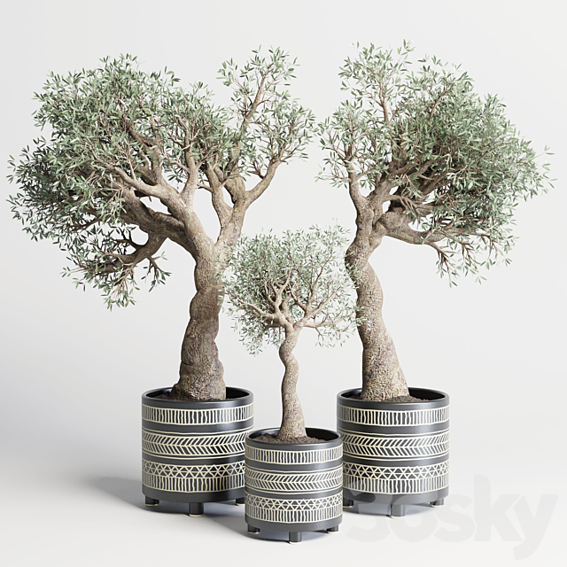 collection Indoor plant 99 vase handmade pottery-family tree old olive pot 3DSMax File - thumbnail 1