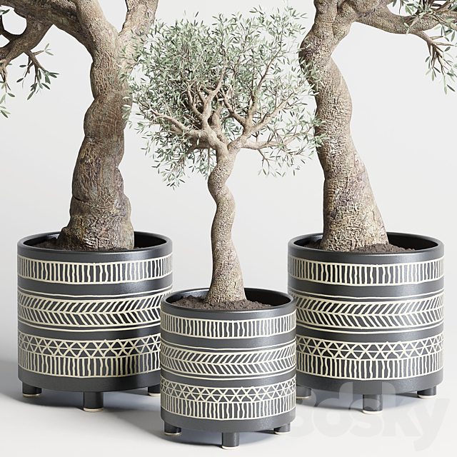 collection Indoor plant 99 vase handmade pottery-family tree old olive pot 3DSMax File - thumbnail 2
