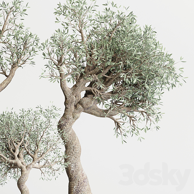 collection Indoor plant 99 vase handmade pottery-family tree old olive pot 3DSMax File - thumbnail 3
