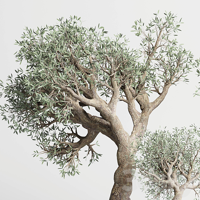 collection Indoor plant 99 vase handmade pottery-family tree old olive pot 3DSMax File - thumbnail 4
