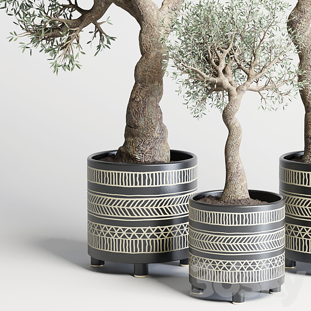 collection Indoor plant 99 vase handmade pottery-family tree old olive pot 3DSMax File - thumbnail 5