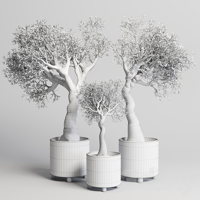 collection Indoor plant 99 vase handmade pottery-family tree old olive pot 3DSMax File - thumbnail 6