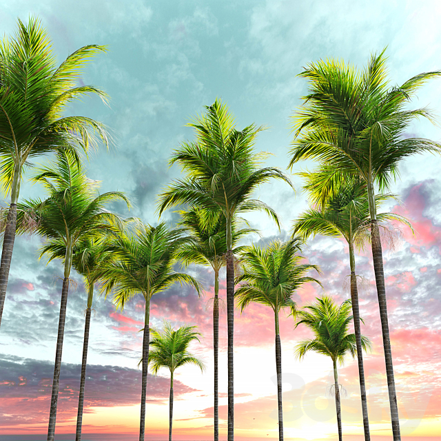 3dsky