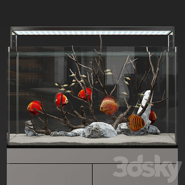 Aquarium discus fish 3DModel