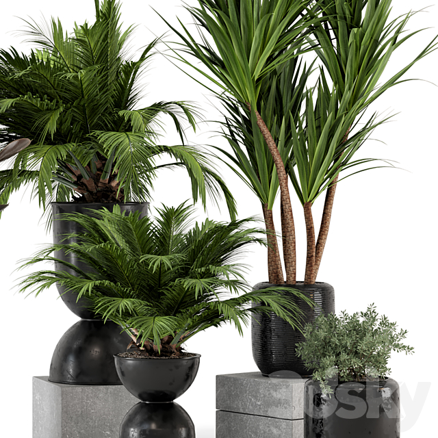 Indoor Plants in Ferm Living Bau Pot Large – Set 226 3DSMax File - thumbnail 6