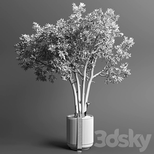 Indoor outdoor plant 111 pot friendship-love tree concrete vase 3DSMax File - thumbnail 5