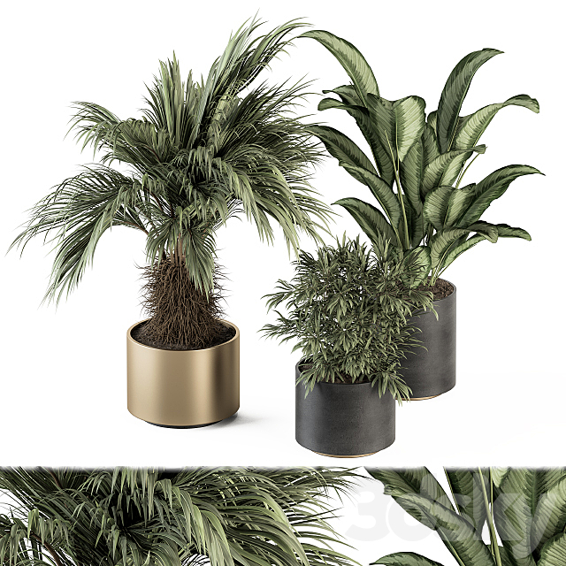 indoor Plant Set 256 – Plant Set in pot 3DSMax File - thumbnail 1