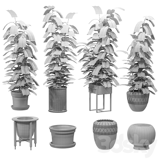 Ficuses in pots 3d