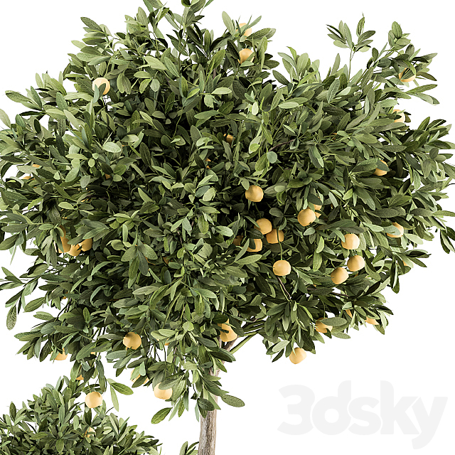 Garden set Lemon tree and Bush - Garden Set 26 3dsky