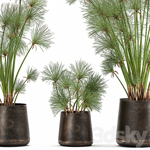 Collection of exotic plants in metal rusty pots with Papyrus. Syt. Cyperus. 1048. 3d