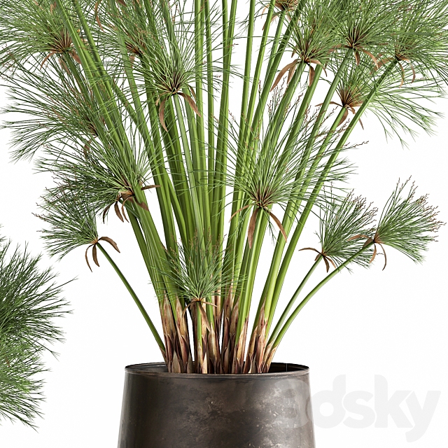 Collection of exotic plants in metal rusty pots with Papyrus. Syt. Cyperus. 1048. 3dsky