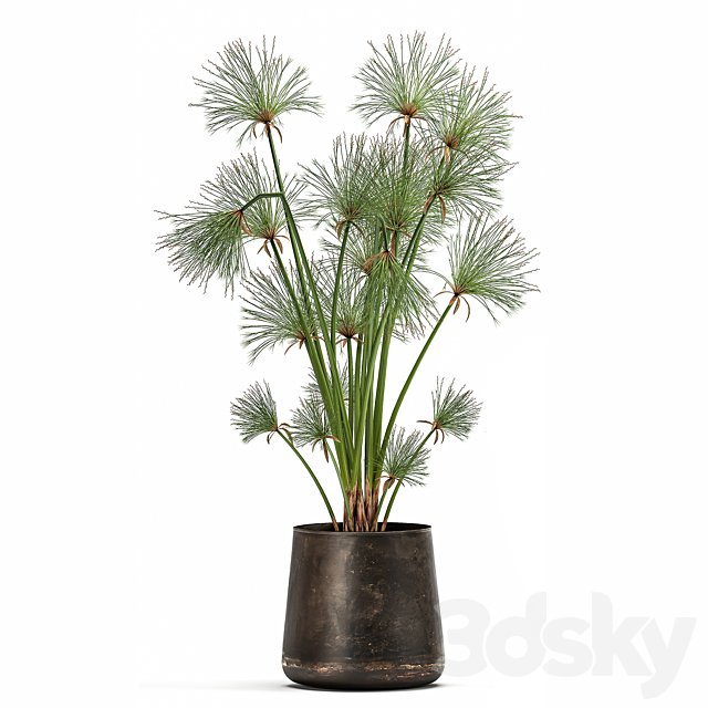 Collection of exotic plants in metal rusty pots with Papyrus. Syt. Cyperus. 1048. 3dskyfree
