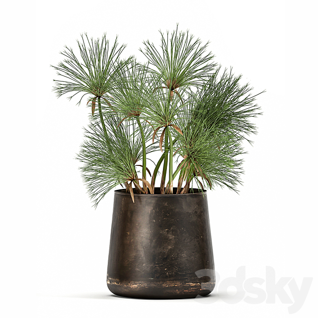 Collection of exotic plants in metal rusty pots with Papyrus. Syt. Cyperus. 1048. 3dmodel