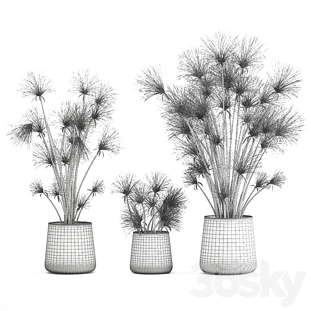 Collection of exotic plants in metal rusty pots with Papyrus. Syt. Cyperus. 1048. 3d Download