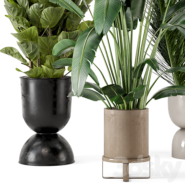 Indoor Plants in Ferm Living Bau Pot Large – Set 273 3DSMax File - thumbnail 4