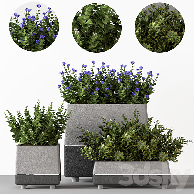 Outdoor-bushes in concrete pots 3DSMax File - thumbnail 1