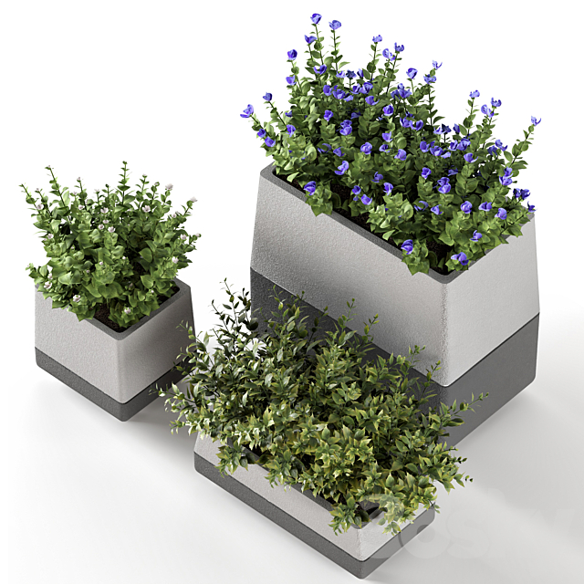 Outdoor-bushes in concrete pots 3DSMax File - thumbnail 3