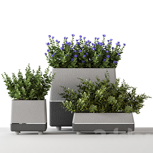 Outdoor-bushes in concrete pots 3DSMax File - thumbnail 4