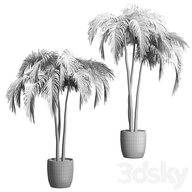 Palms in tubs. 6 models 3d