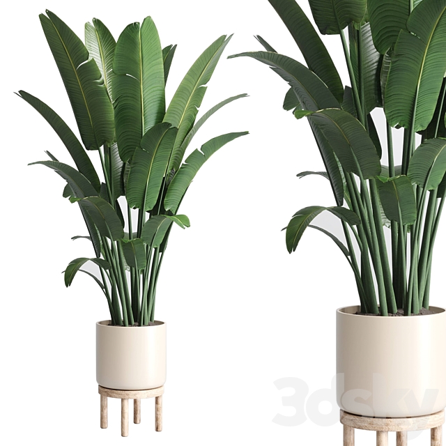 Indoor plant 137 vase wood pot plant ravenala 3DSMax File - thumbnail 1