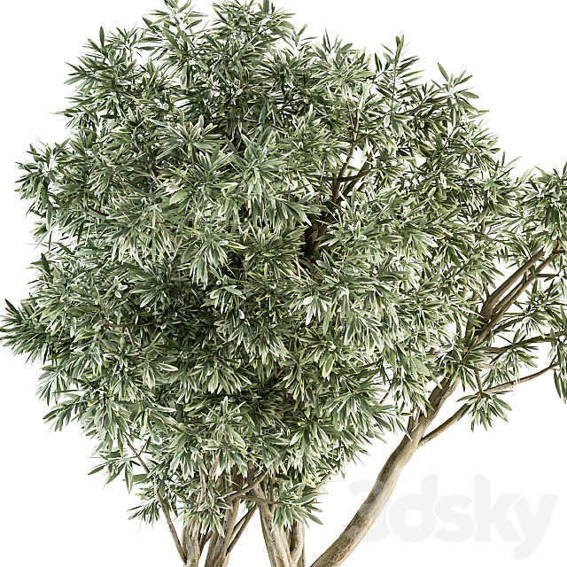 Needle tree and Bush – Outdoor Garden Set 305 3DSMax File - thumbnail 4